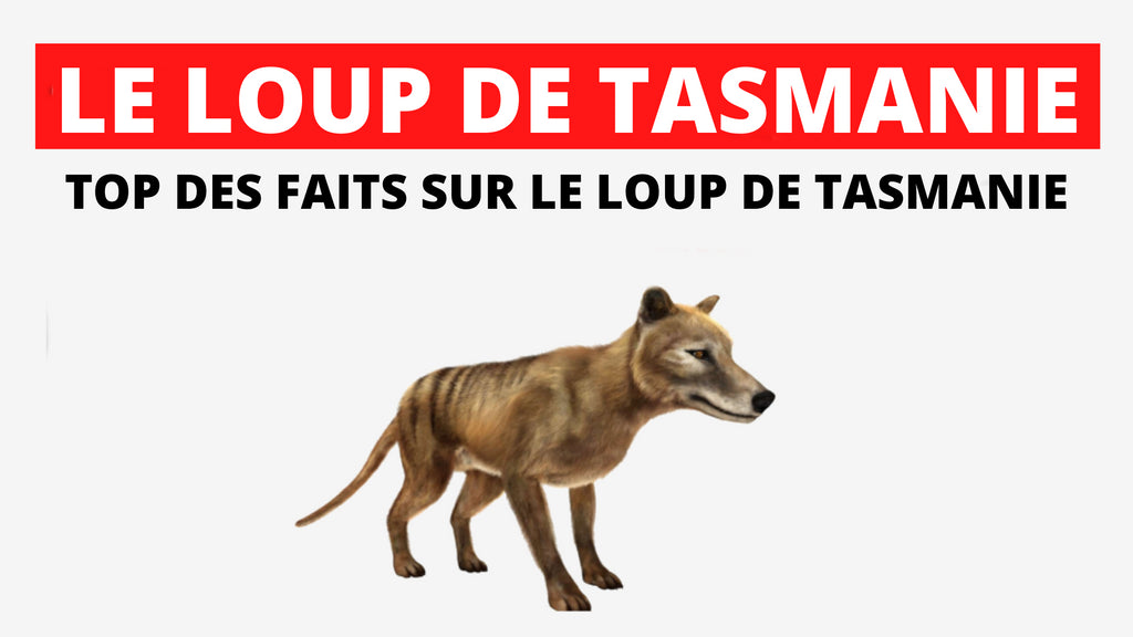 Loup de Tasmanie